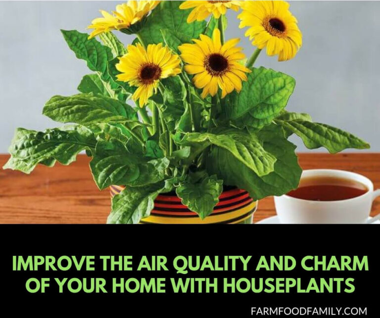 Houseplants Improve the Air Quality and Charm of Your Home