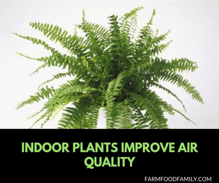 10 Best House Plants for Health Indoor Plants Improve Air Quality
