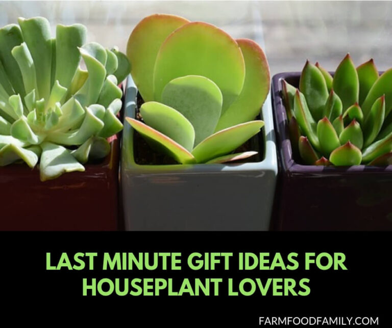 Last minute gift ideas for houseplant lovers