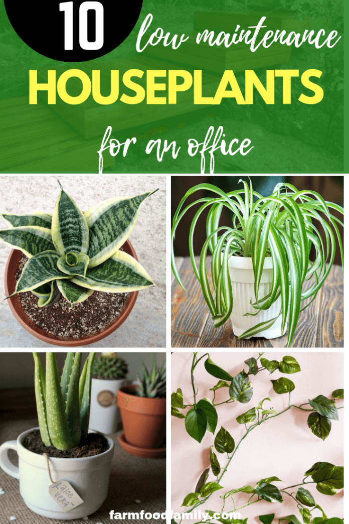 Top 10 LowMaintenance & Low Light Houseplants for an Office