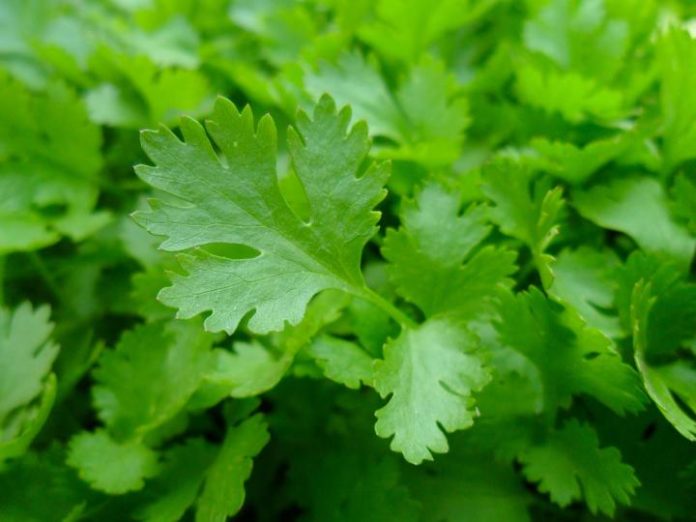18 Garden Herbs that Grow in the Shade FarmFoodFamily