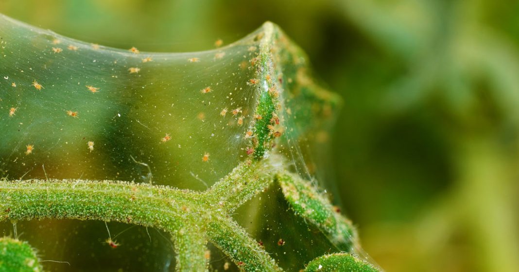 How To Get Rid Of Spider Mites in the Garden Using Natural Methods