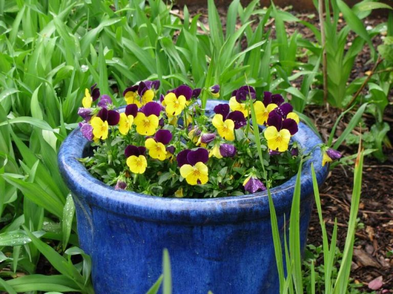 Low Maintenance Gardening Flower Planting Tips (17 Flowers & Plants)
