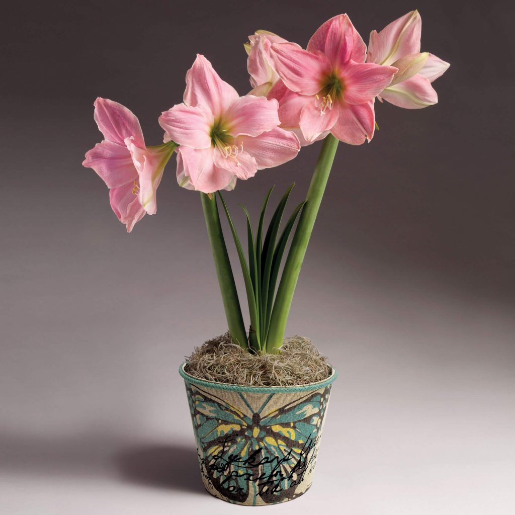 4+ Best Flowering Bulbs to Force Indoors Spring FarmFoodFamily
