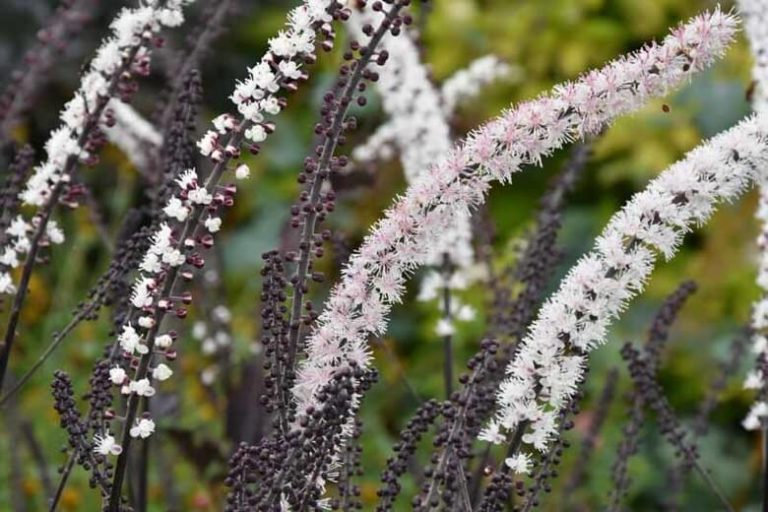 7 Beautiful Fall Perennials for a Splendid Array of Flowers