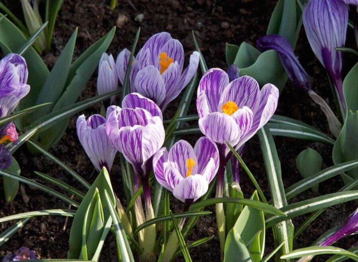 4+ Best Flowering Bulbs to Force Indoors Spring FarmFoodFamily