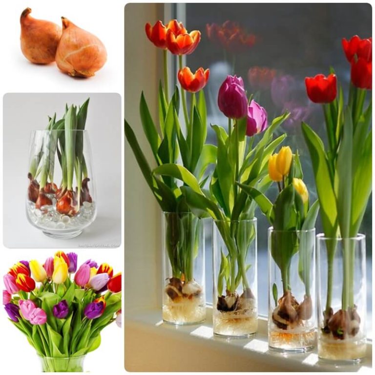 4+ Best Flowering Bulbs to Force Indoors Spring FarmFoodFamily