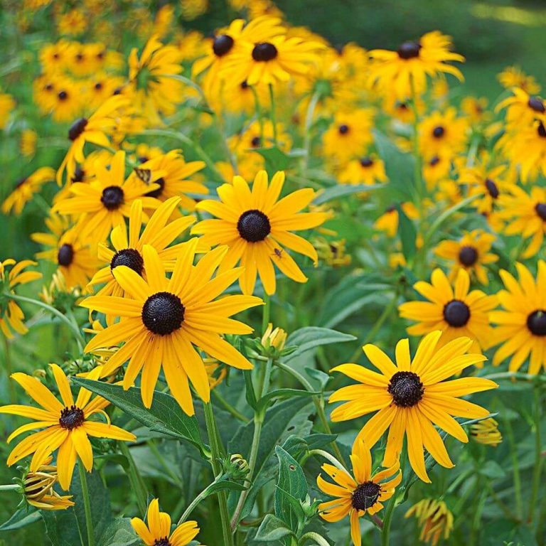 7 Beautiful Fall Perennials for a Splendid Array of Flowers