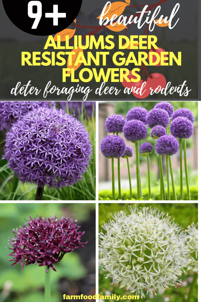 9 Drought Tolerant Ornamental Onion Plants Deter Small Rodents