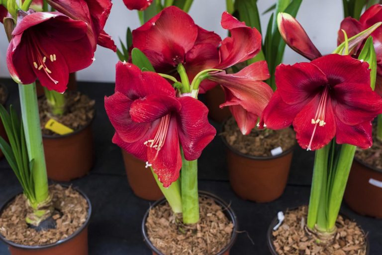 How to Grow Amaryllis Bulbs Keep this Flower Coming Back Year after Year