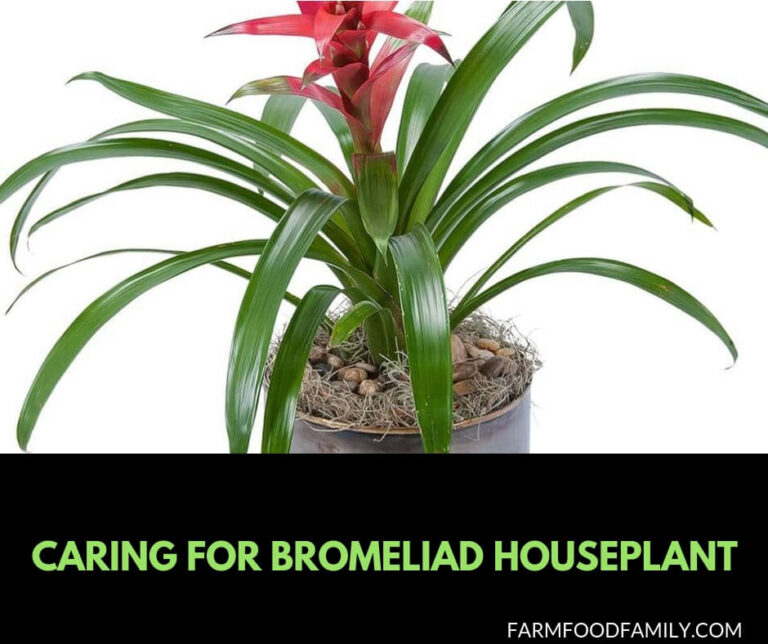 Caring for Bromeliad houseplant