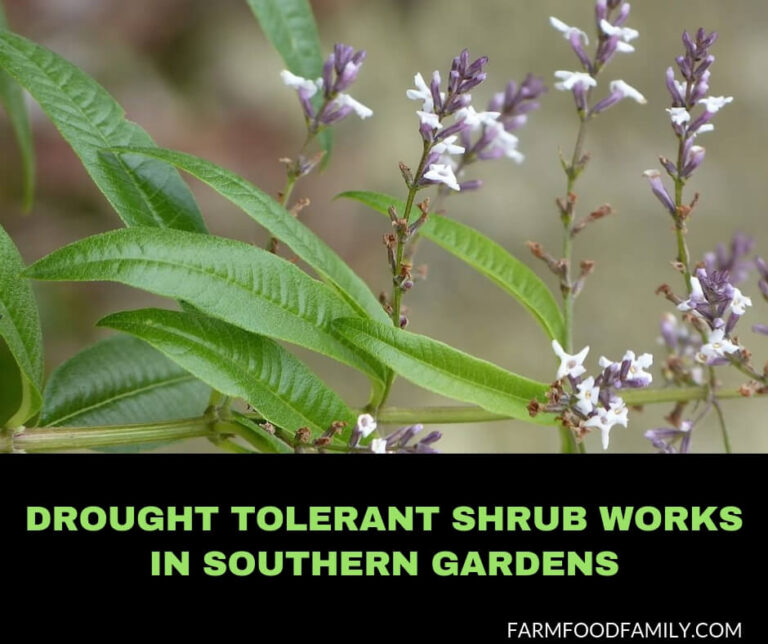 Try Fragrant Perennial Verbenas for Attracting Bees and Butterflies