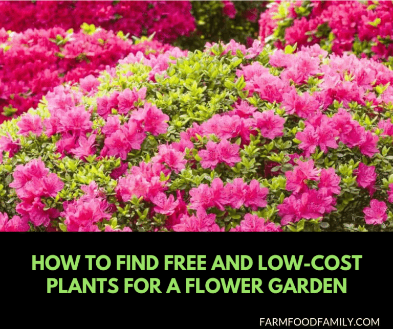 How to find free and low cost plants for a flower garden
