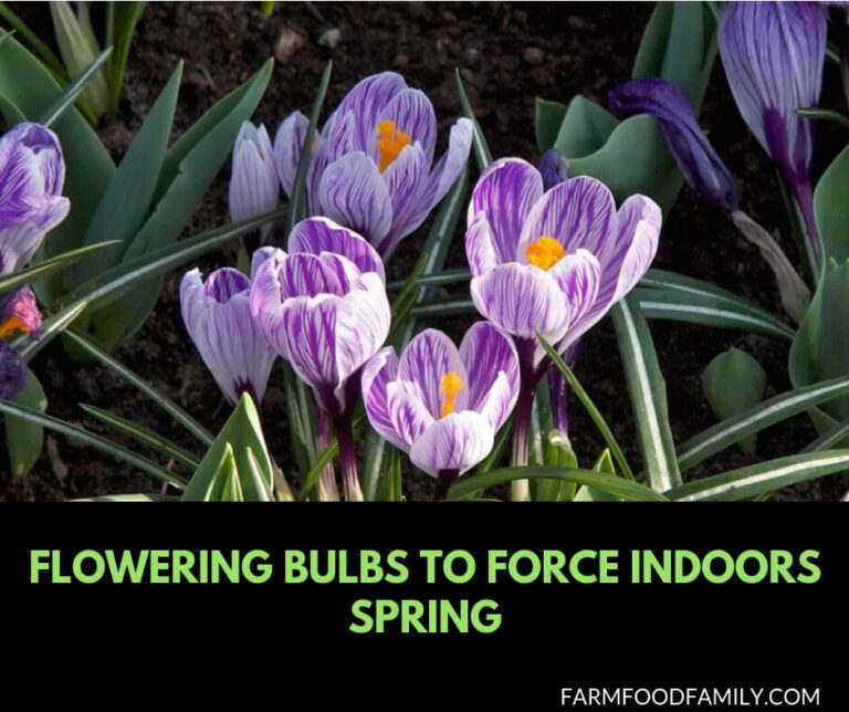 Flowering bulbs to force indoors spring