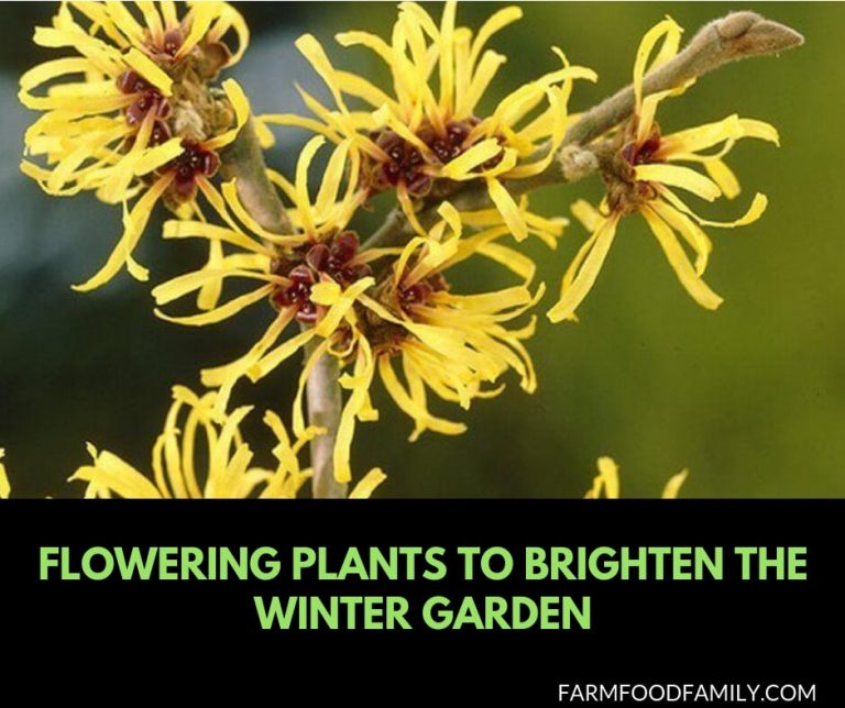 10 Beautiful Flowering Plants to Brighten the Winter Garden