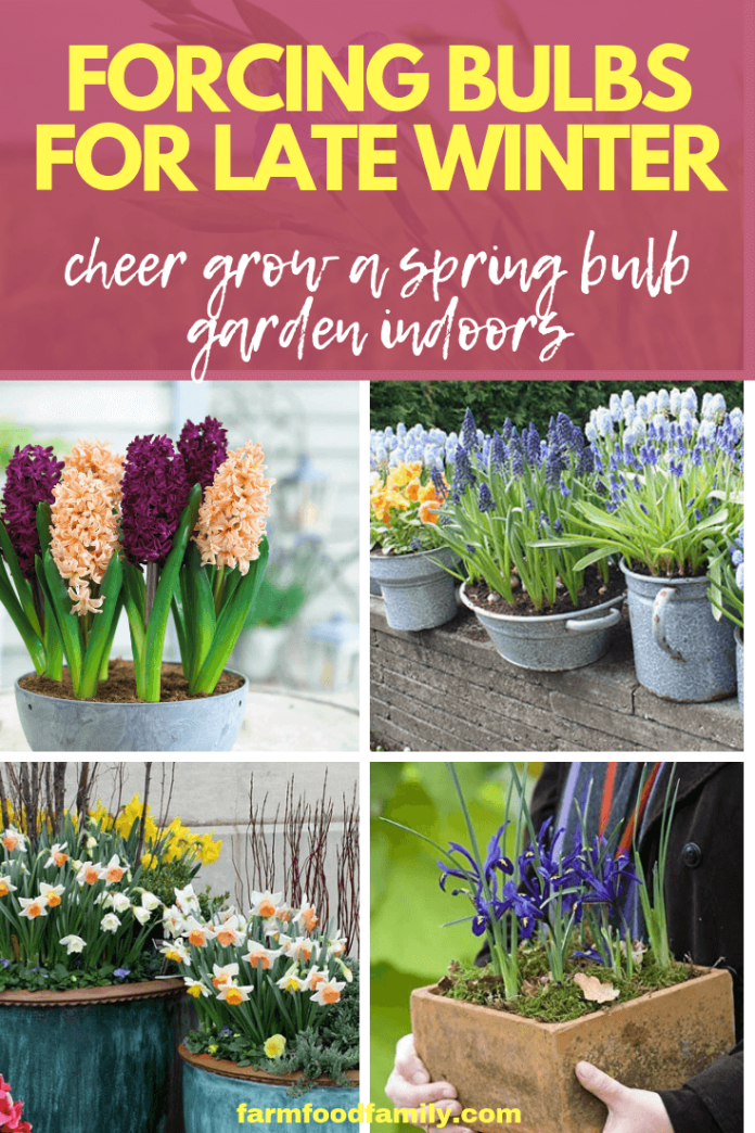 Forcing Bulbs for Late Winter Cheer Grow a Spring Bulb Garden Indoors