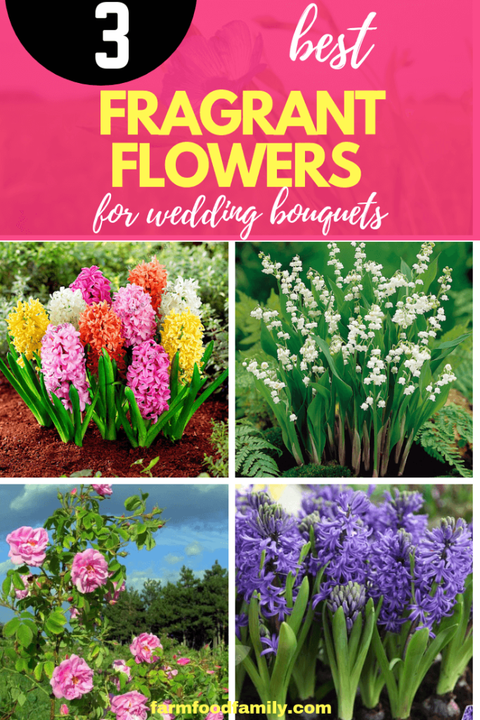 3+ Best Fragrant Flowers For Wedding Bouquets FarmFoodFamily