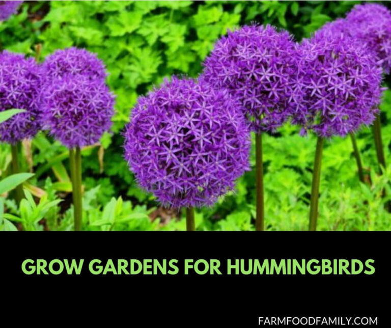 Grow gardens for Hummingbirds
