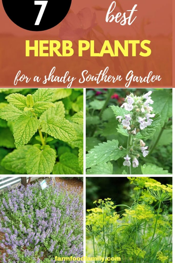 7 Herbs That Easy To Grow for a Shady Southern Garden