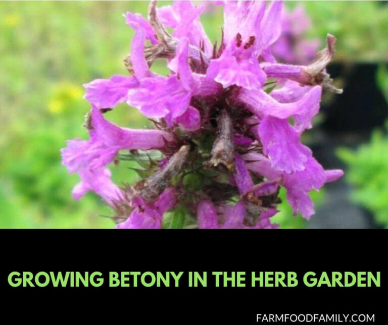 Growing Betony in the herb garden