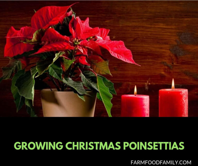 Growing Christmas Poinsettias