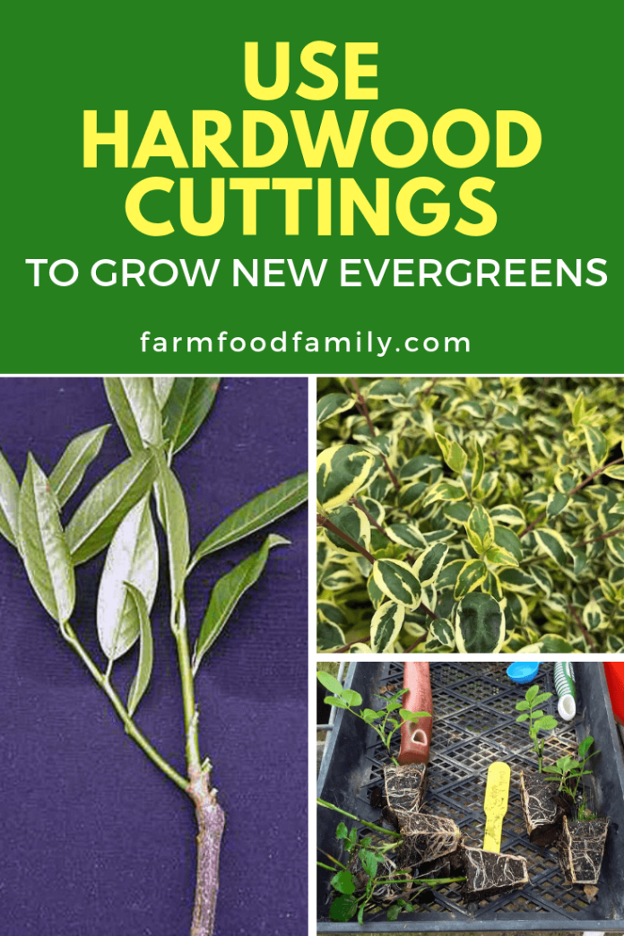 Use Hardwood Cuttings to Grow New Evergreens FarmFoodFamily