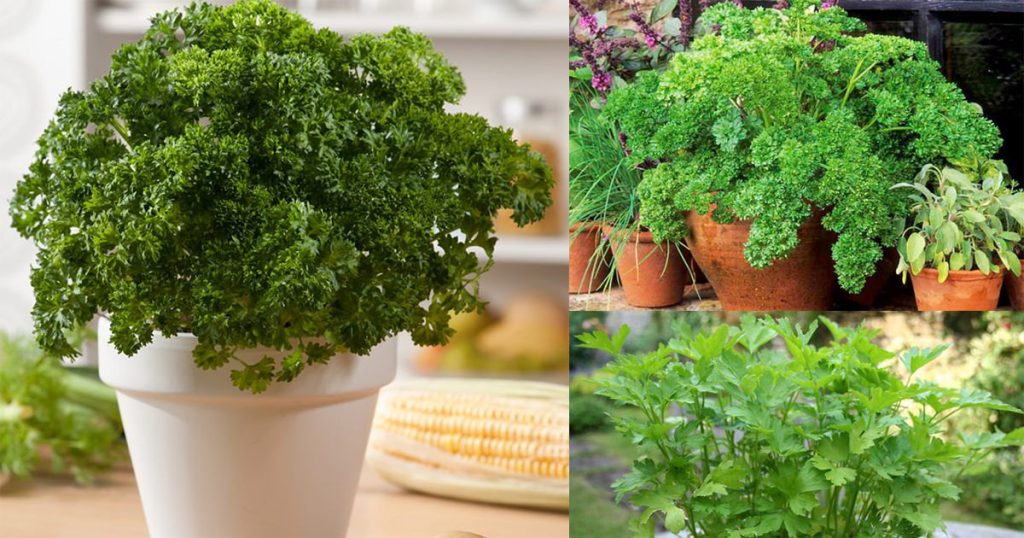 Grow Medicinal Plants for Relief of Respiratory Illness at Home