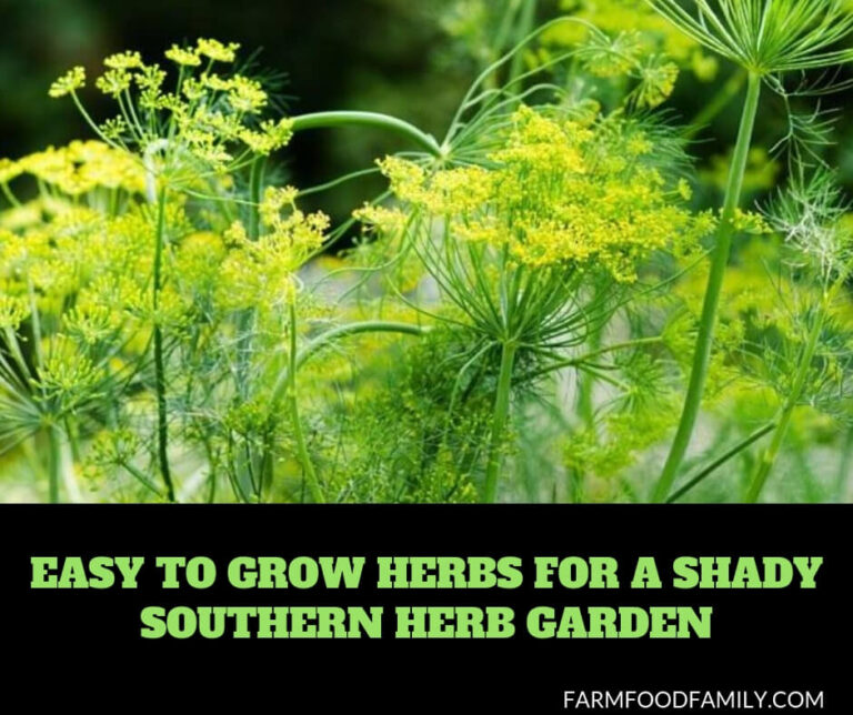 Easy to Grow Herbs for a Shady Southern Herb Garden