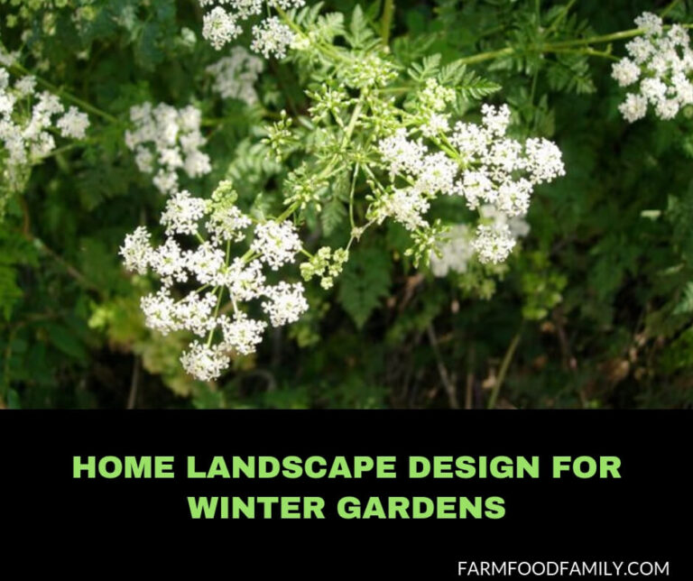 Home landscape design for winter gardens