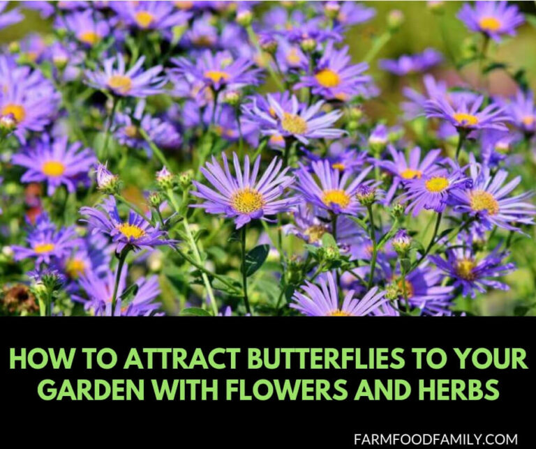 How to Attract Butterflies to Your Garden with Flowers and Herbs