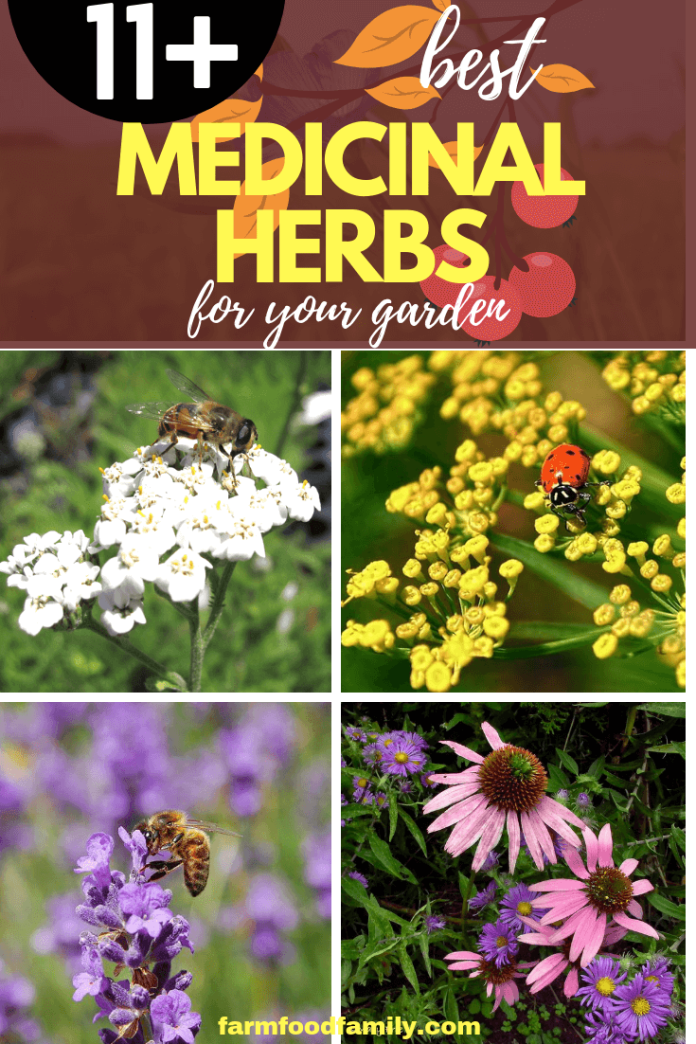 Healing Herbs Designing and Planting a Medicinal Herb Garden