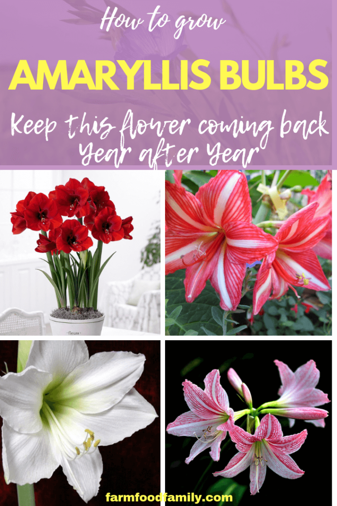 How to Grow Amaryllis Bulbs Keep this Flower Coming Back Year after Year