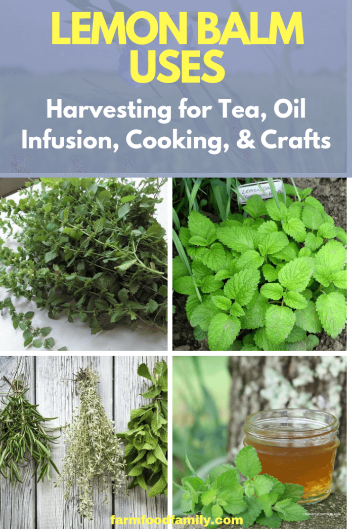 Lemon Balm Uses Harvesting for Tea, Oil Infusion, Cooking, and Crafts