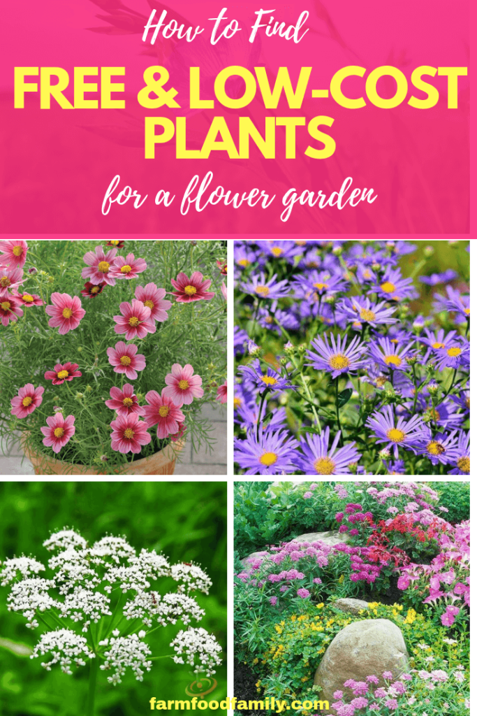 How to Find Free and LowCost Plants for a Flower Garden FarmFoodFamily