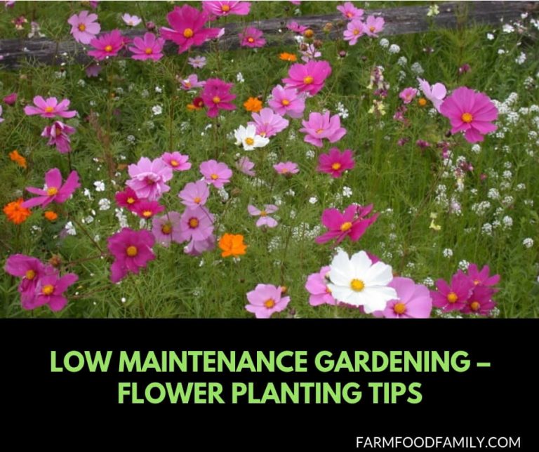 Low Maintenance Gardening Flower Planting Tips (17 Flowers & Plants)