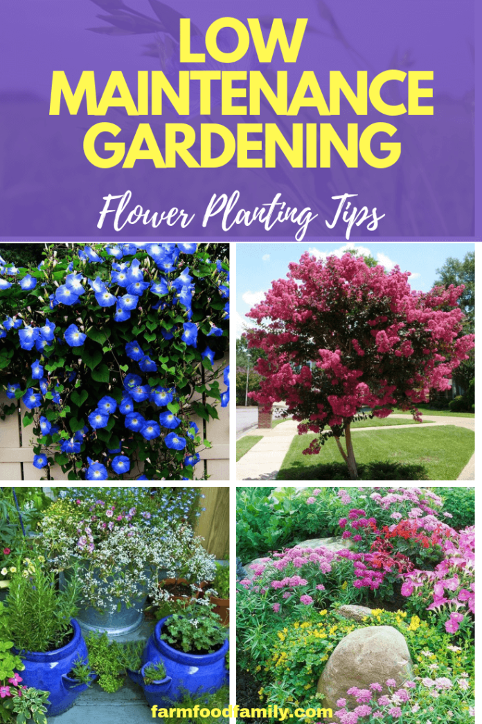 Low Maintenance Gardening Flower Planting Tips (17 Flowers & Plants)