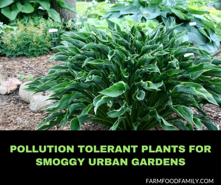 Pollution Tolerant Plants: Perennials and Annuals for Smoggy Urban Gardens