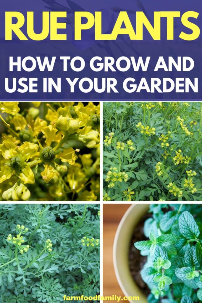 Rue Herb How to grow and care for Rue Plants