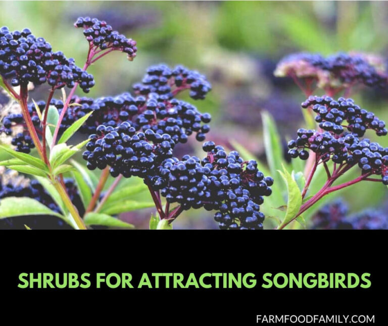 Shrubs for Attracting Songbirds: How Bushes Bring Birds to the Garden With Food and Shelter