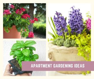 View of Apartment Gardening Ideas: Container Plants for the Balcony Gardener