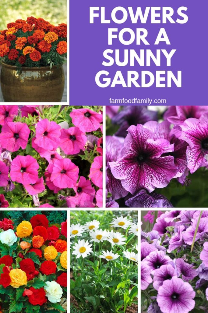 4 Best Flowers for a Sunny Garden FarmFoodFamily