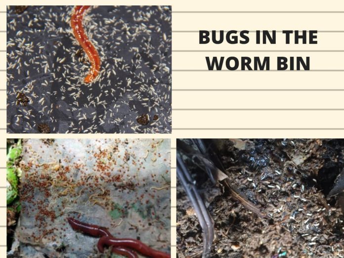 Worm Composting Troubleshooting Problems in Worm Composting Bins