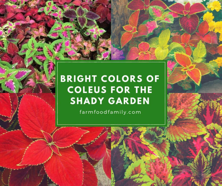 Bright Colors of Coleus for the Shady Garden