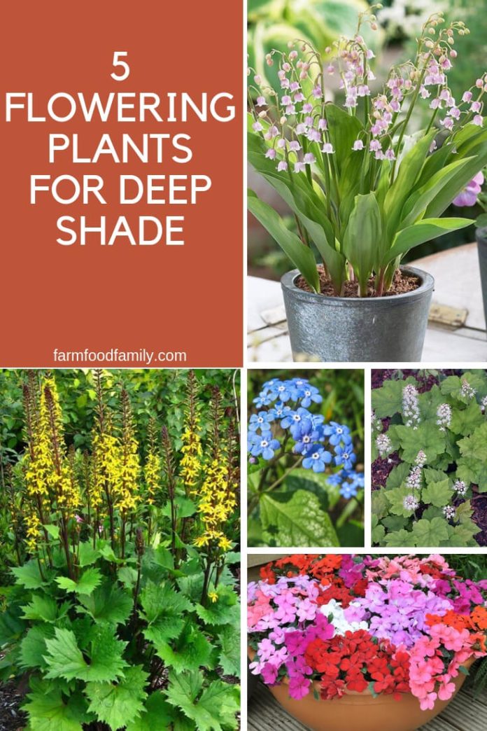 5 Flowering Plants for Deep Shade FarmFoodFamily