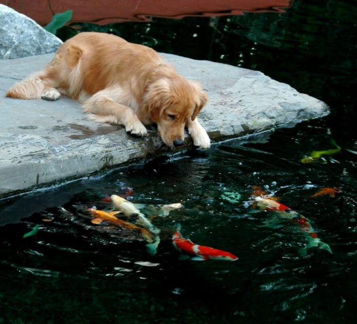 65+ Great Dog-Friendly Backyard Landscaping Ideas & Designs For 2024