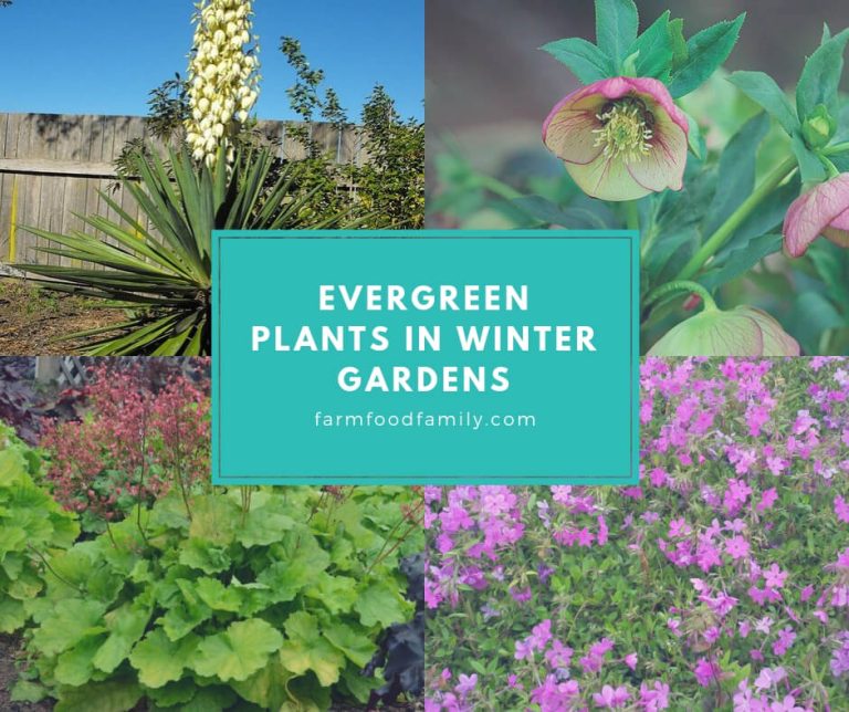 Evergreen Plants in Winter Gardens FarmFoodFamily