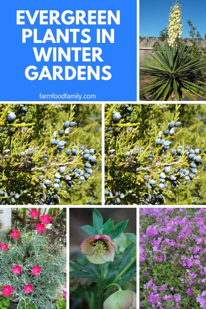Evergreen Plants in Winter Gardens FarmFoodFamily