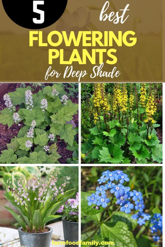 5 Flowering Plants for Deep Shade FarmFoodFamily