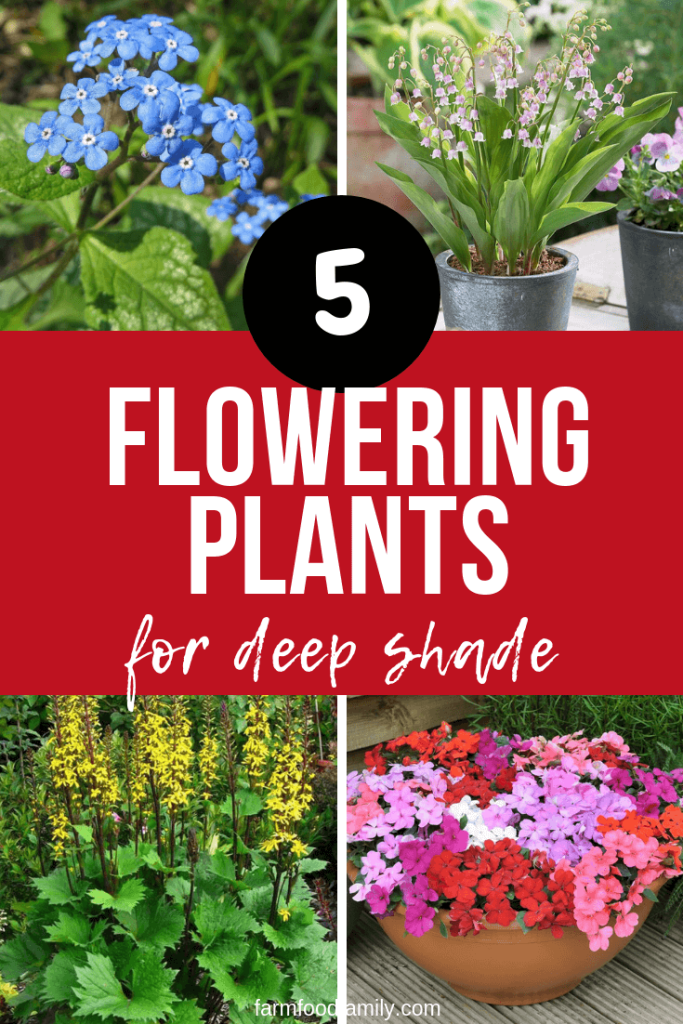 5 Flowering Plants for Deep Shade FarmFoodFamily