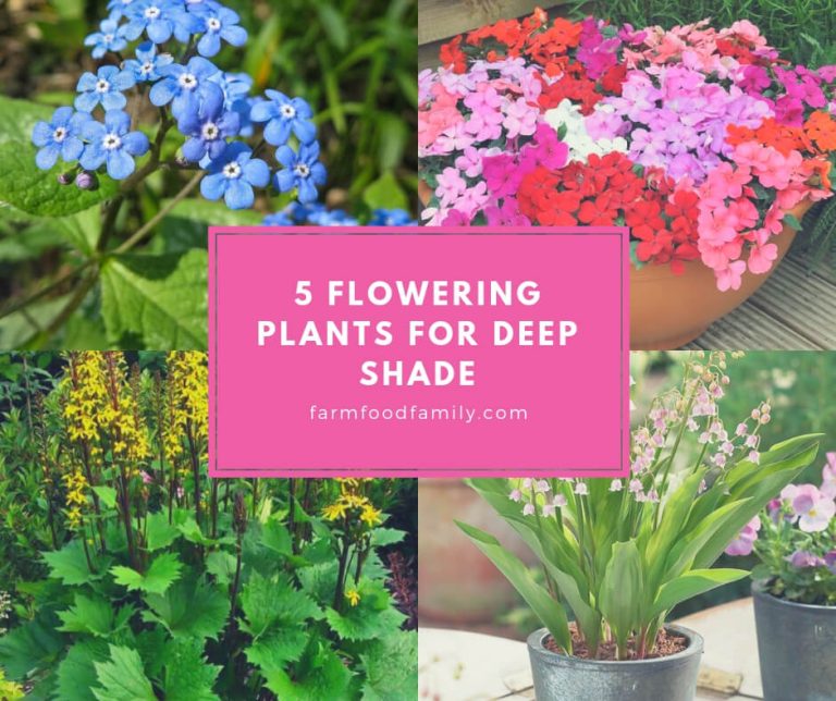 5 Flowering Plants for Deep Shade FarmFoodFamily